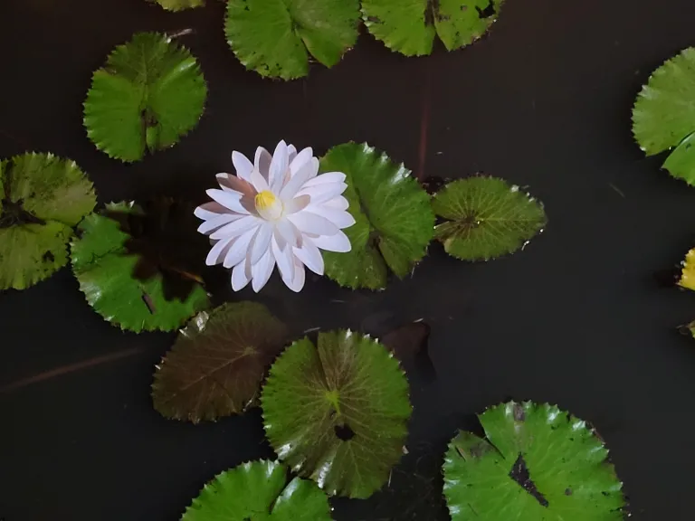 Nymphaea 'Missouri'