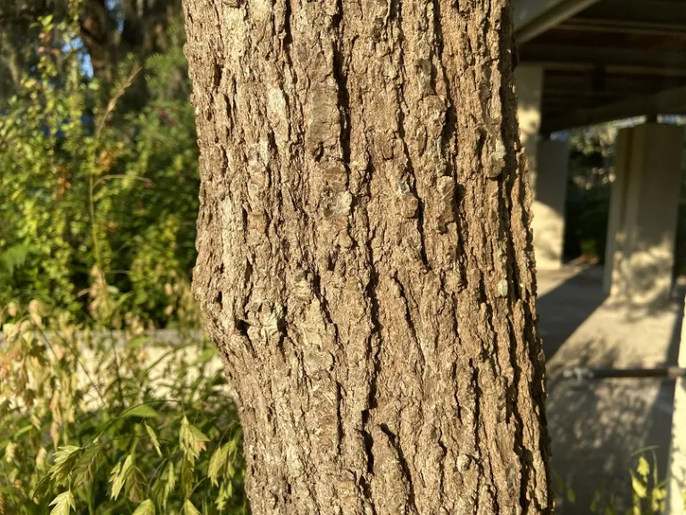 Nyssa sylvatica bark