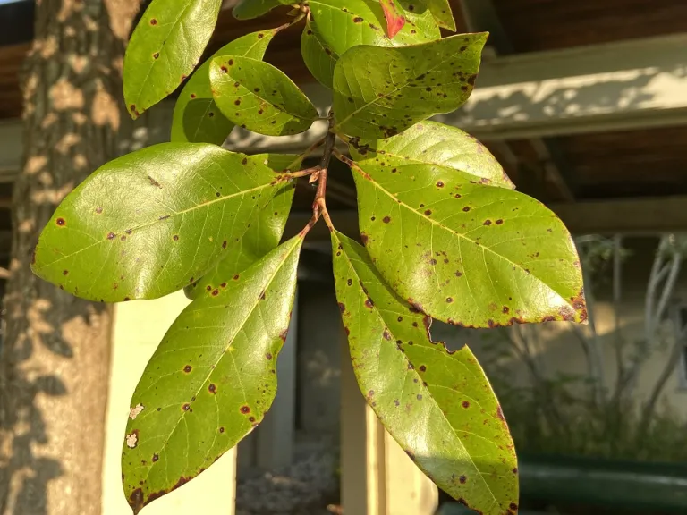 Nyssa sylvatica foliage