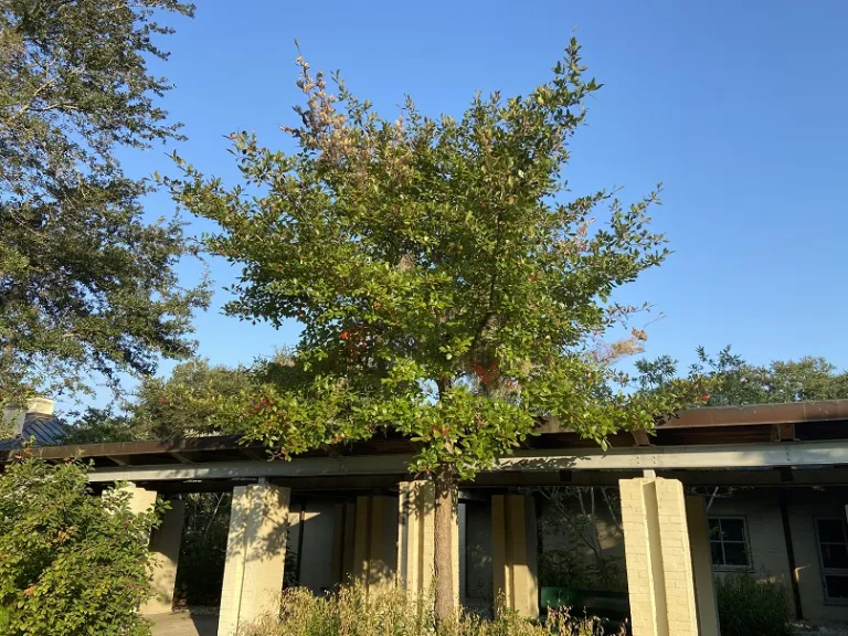 Nyssa sylvatica habit