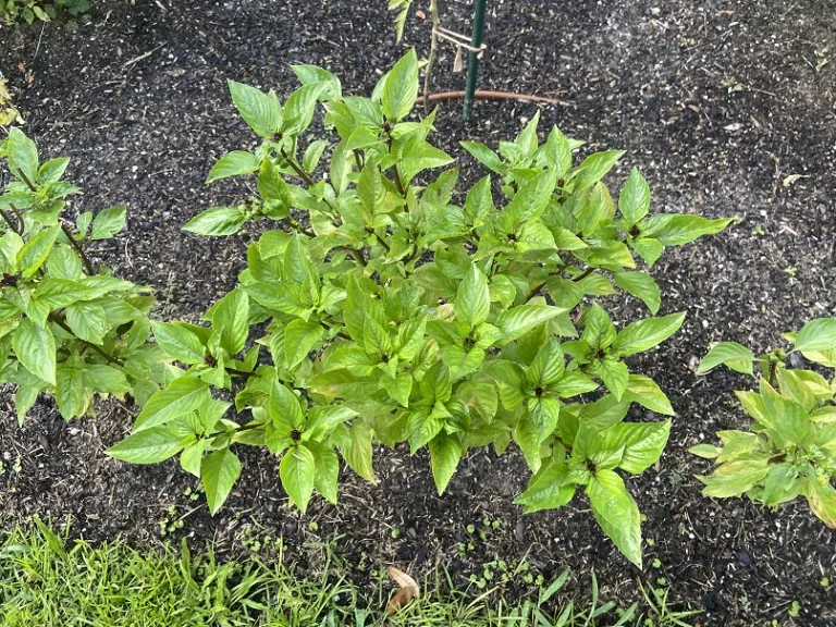 Ocimum basilicum 'Cinnamon' foliage