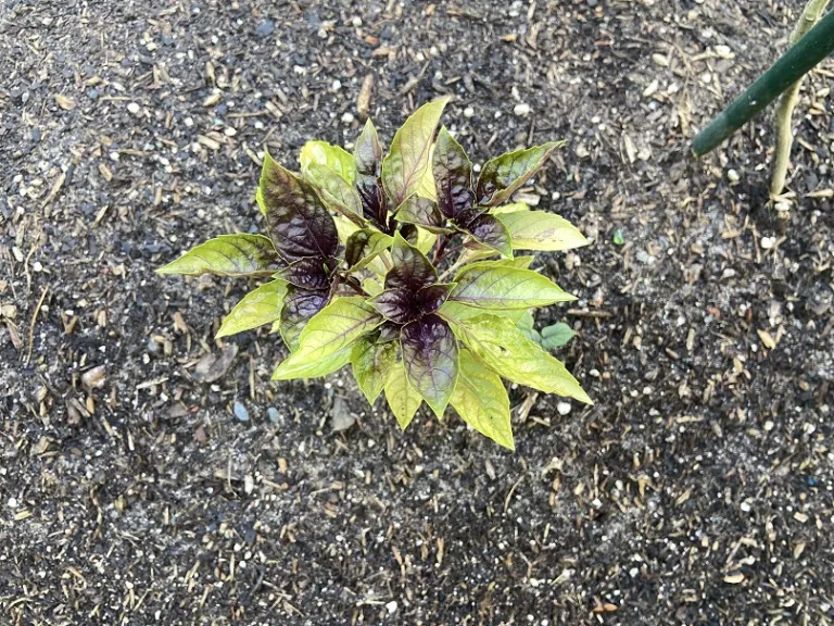 Ocimum basilicum 'Rosie' foliage