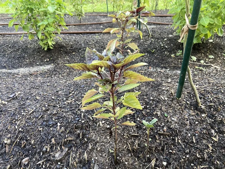 Ocimum basilicum 'Rosie' habit