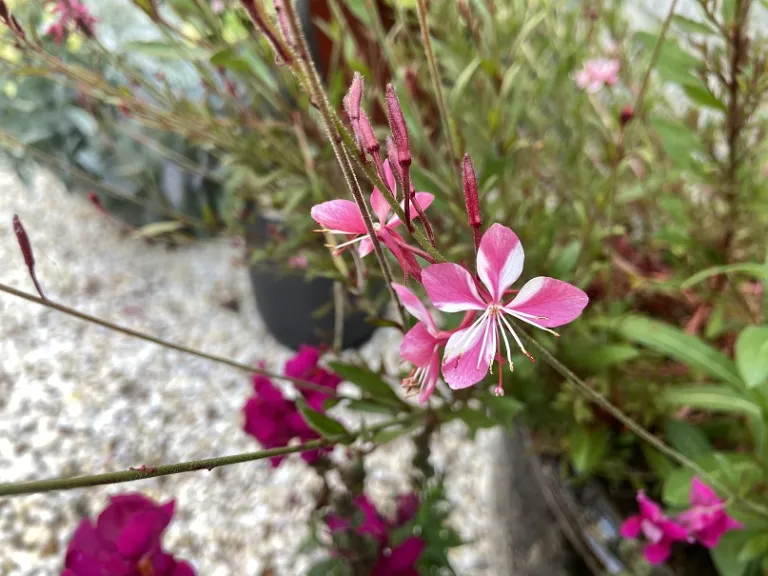 Oenothera lindheimeri 'Siskiyou Pink' flowers
