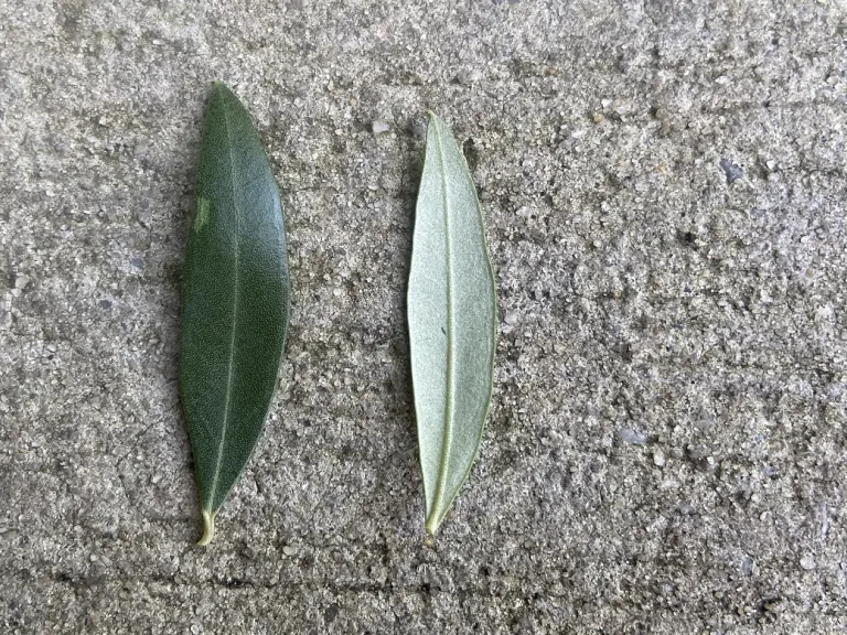 Olea europaea 'Koroneiki' leaf front and back