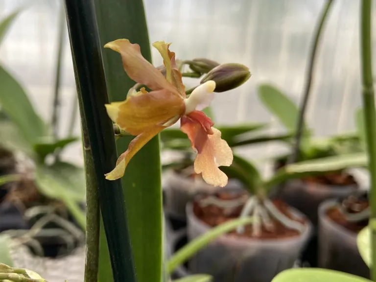 Oncidium Copper Scarab 'Brass Brethren' flower