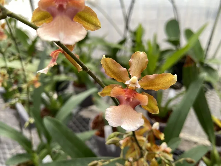 Oncidium Copper Scarab 'Brass Brethren' flower