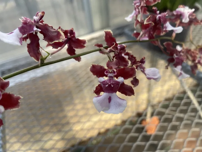 Oncidium Sharry Baby 'Sweet Fragrance' flower detail