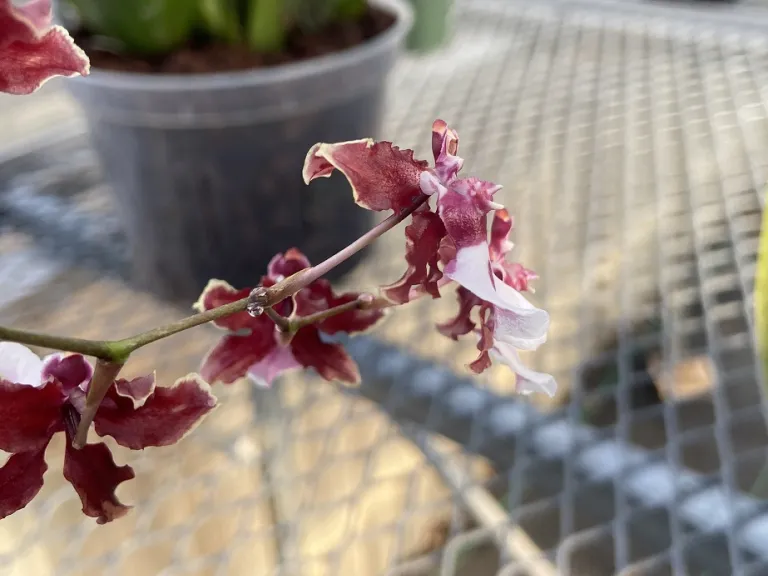 Oncidium Sharry Baby 'Sweet Fragrance' flower