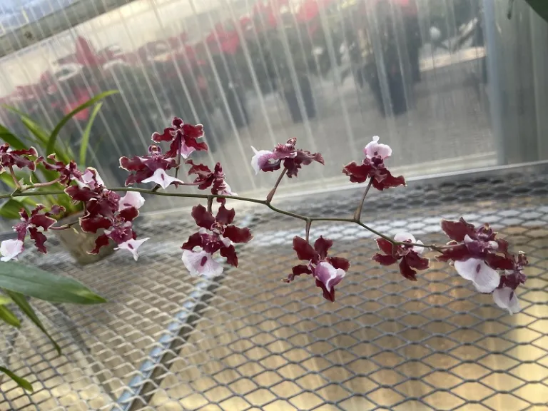 Oncidium Sharry Baby 'Sweet Fragrance' flowers