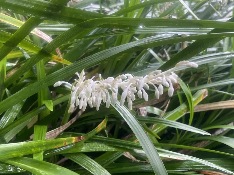 Ophiopogon jaburan flower