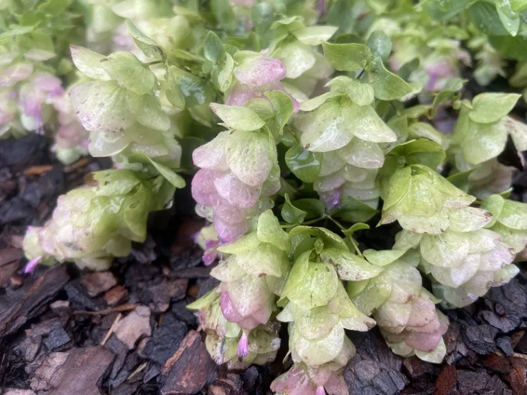 Origanum 'Kent Beauty' bracts and flowers