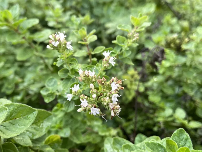 Origanum vulgare flowers
