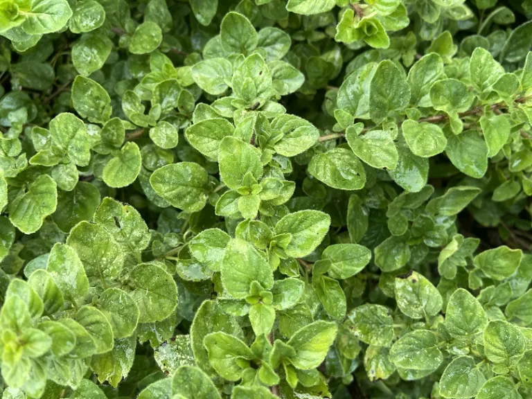 Origanum vulgare foliage