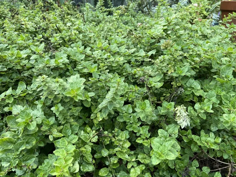 Origanum vulgare habit