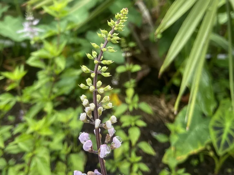Orthosiphon aristatus 'Purple' flower buds