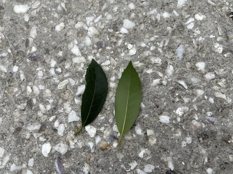 Osmanthus × fortunei 'Fruitlandii' leaf front and back