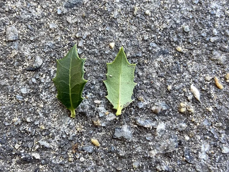 Osmanthus heterophyllus 'Kaori Hime' (Party Princess®) leaf front and back