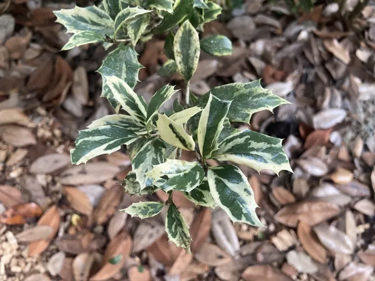 Osmanthus heterophyllus 'Variegatus' foliage