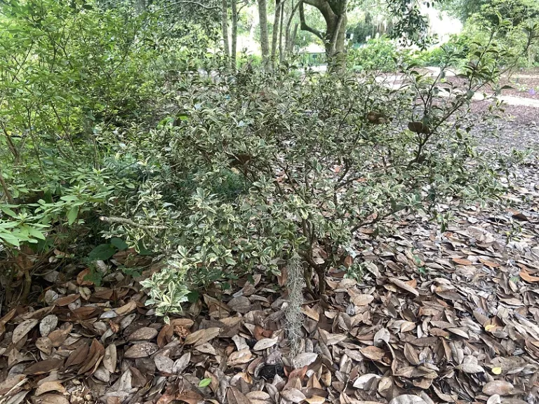 Osmanthus heterophyllus 'Variegatus' habit
