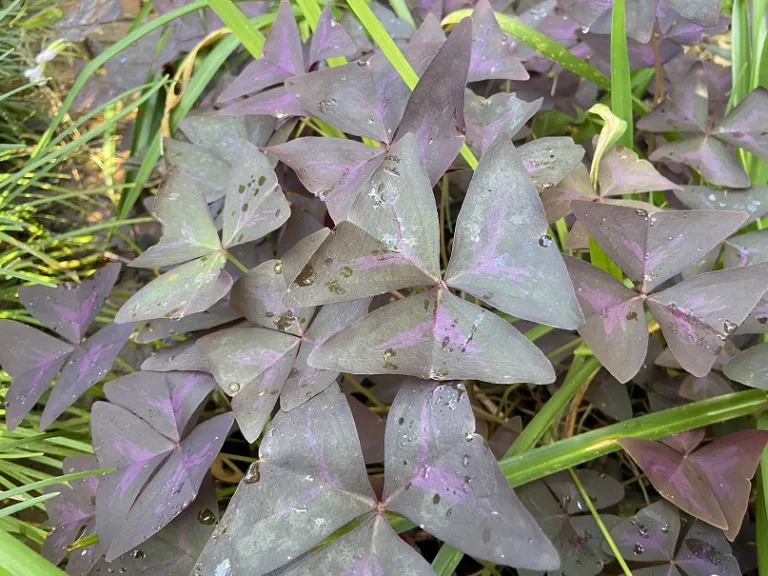 Oxalis triangularis foliage