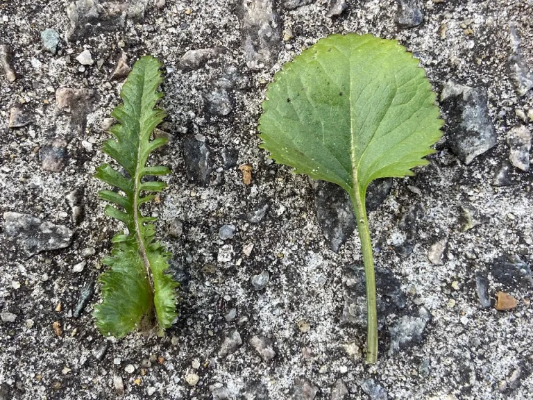 Packera aurea flowering stem leaf and basal leaf comparison