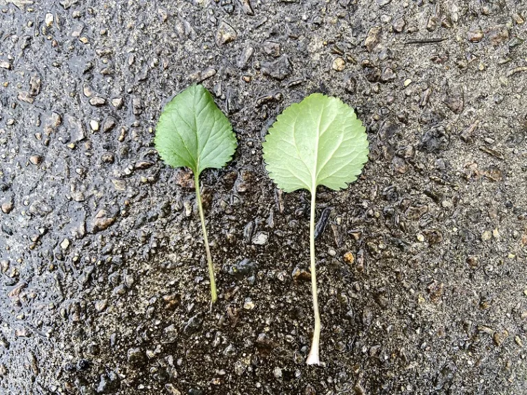 Packera aurea leaf front and back