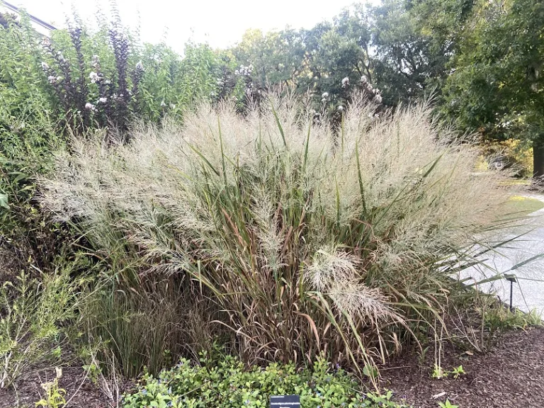 Panicum virgatum 'Dallas Blues' flowering habit