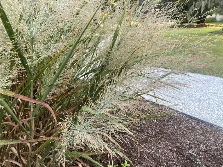 Panicum virgatum 'Dallas Blues' flowers
