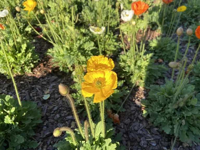 Papaver nudicaule (Spring Fever® Mix) flower