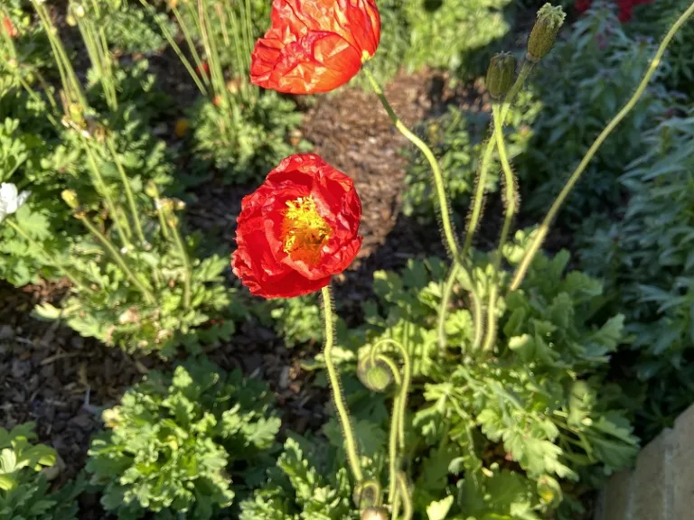 Papaver nudicaule (Spring Fever® Mix) flower