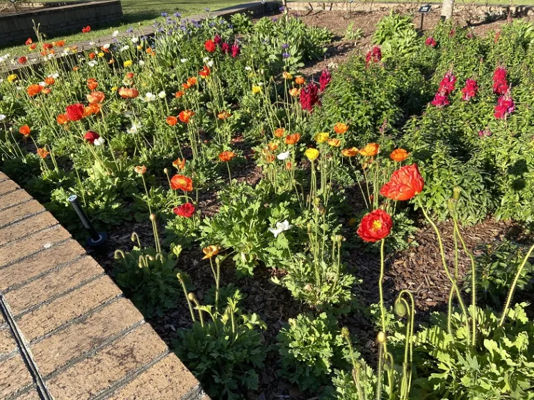 Papaver nudicaule (Spring Fever® Mix) flowering habit