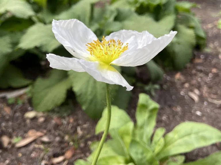 Papaver nudicaule (Spring Fever® White) flower