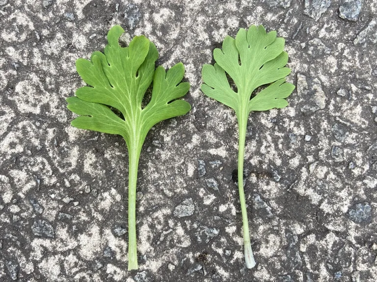 Papaver nudicaule (Spring Fever® White) leaf front and back