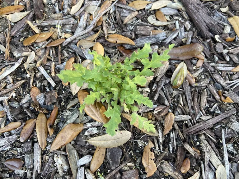 Papaver rhoeas 'Amazing Grey' foliage
