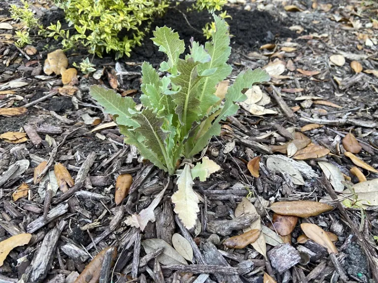 Papaver somniferum 'Hen and Chickens' foliage