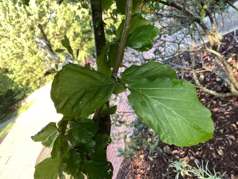 Parrotia persica foliage