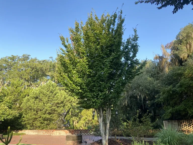 Parrotia persica habit