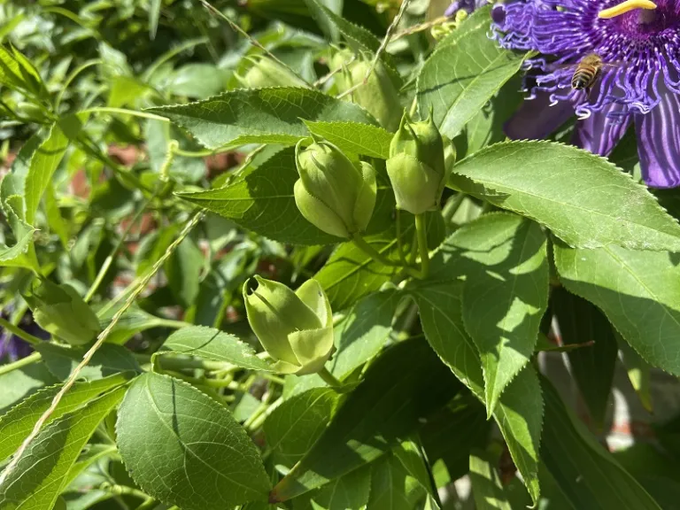 Passiflora incarnata flower buds