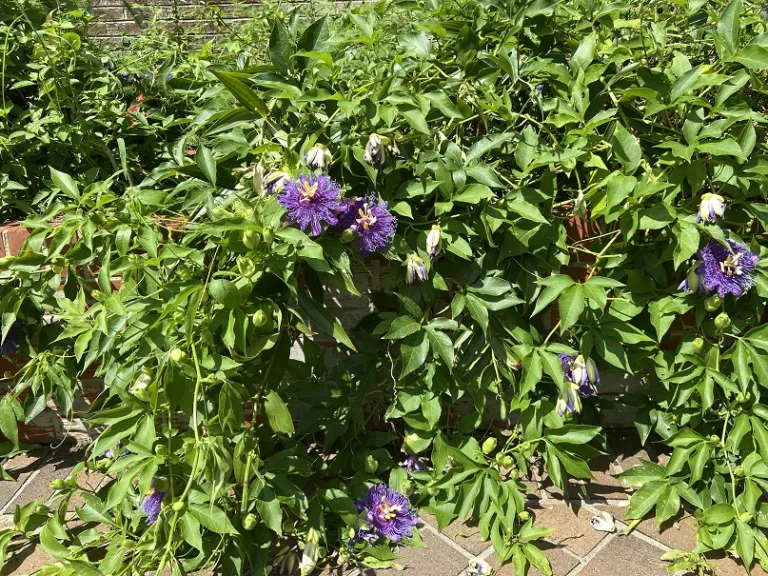 Passiflora incarnata habit