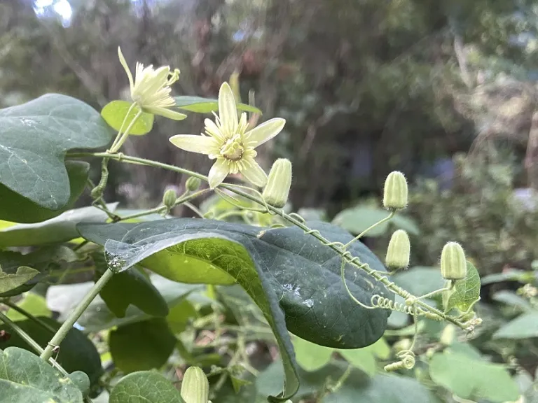 Passiflora lutea flower