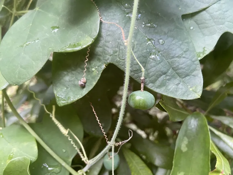 Passiflora lutea fruit