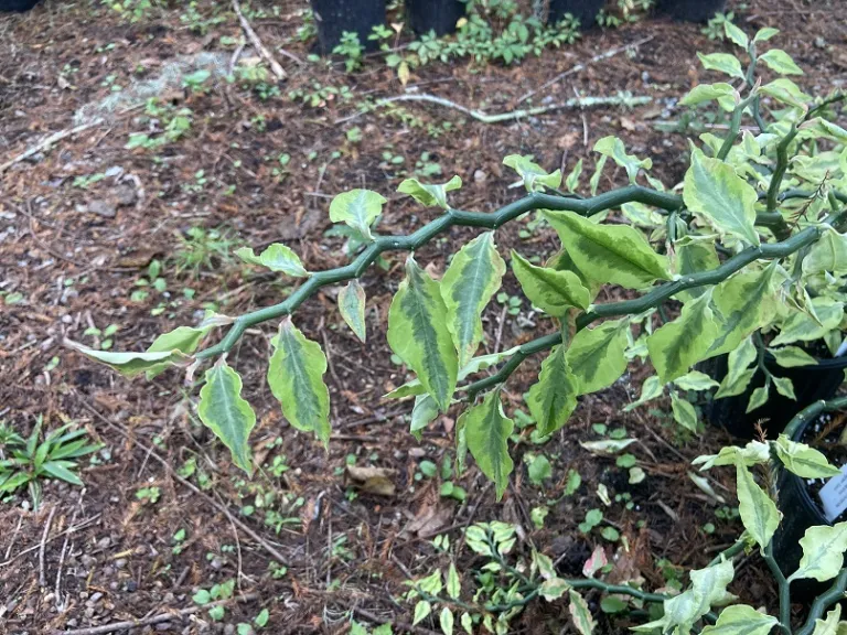 Pedilanthus tithymaloides 'Variegatus' stem