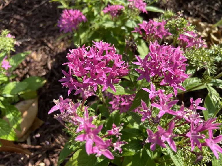 Pentas lanceolata 'PAS1141432' (Butterfly™ Orchid) flowers