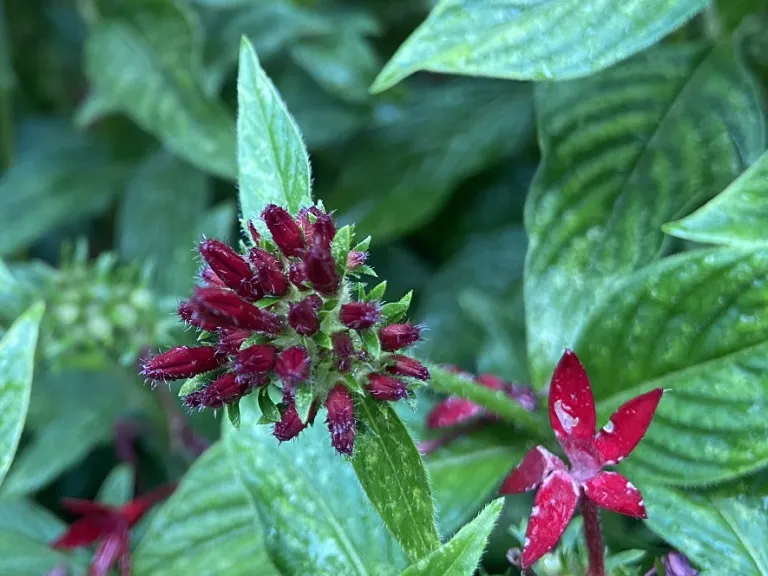 Pentas lanceolata 'PAS1231189' (Lucky Star® Dark Red) flower bud