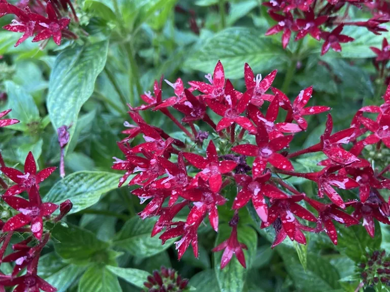 Pentas lanceolata 'PAS1231189' (Lucky Star® Dark Red) flower
