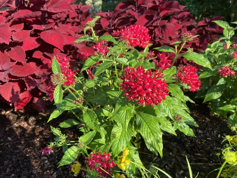 Pentas lanceolata 'PAS1357699' (Lucky Star® Lipstick) flowering habit