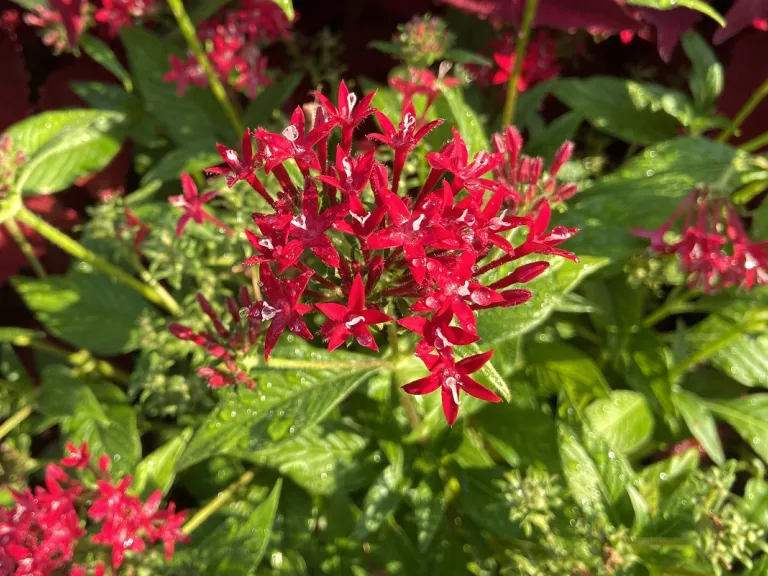 Pentas lanceolata 'PAS1357699' (Lucky Star® Lipstick) flowers