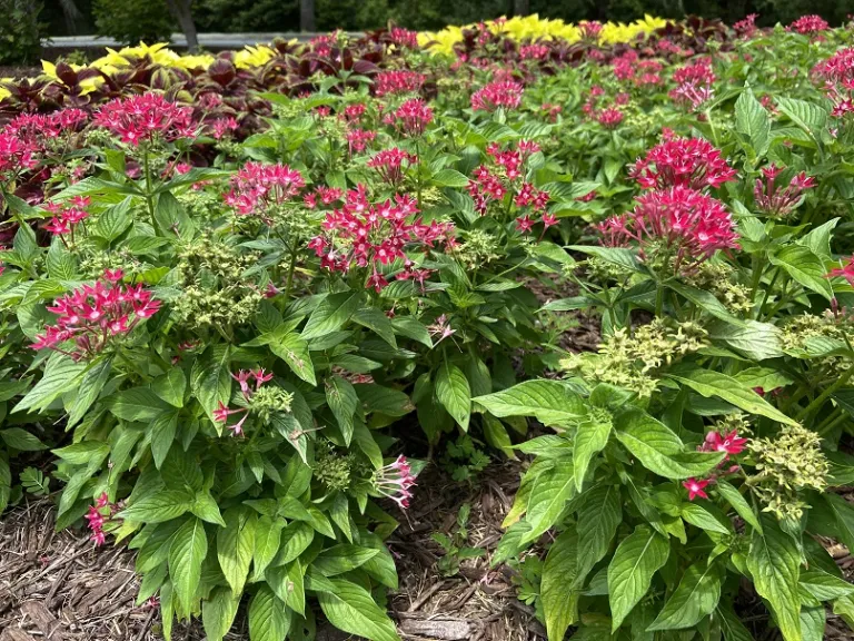 Pentas lanceolata 'PAS94613' (Butterfly™ Deep Rose) flowering habit