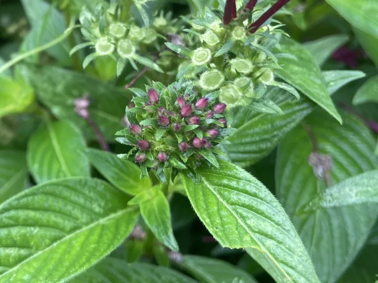 Pentas lanceolata (BeeBright™ Mix) flower buds